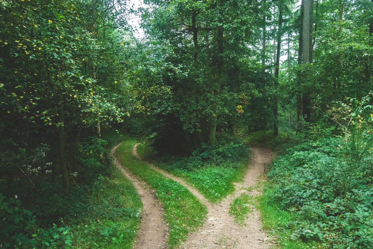 One path splitting into two in the woods. 