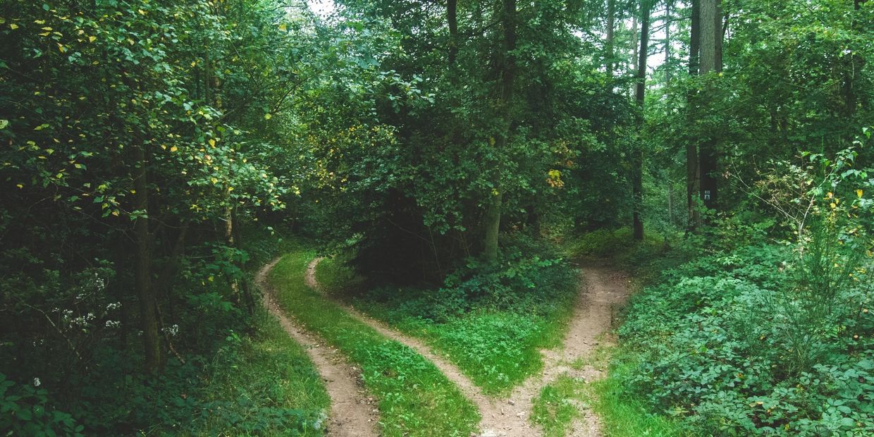 Path in the woods