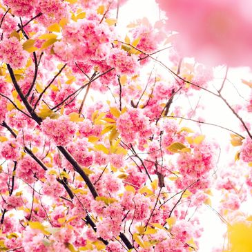 Bright pink cherry blossoms blooming on tree branches against a light background.