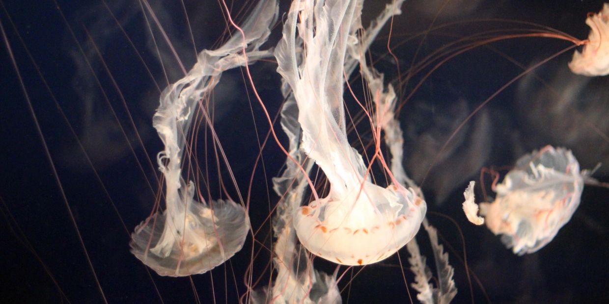 Translucent jellyfish floating in dark water.