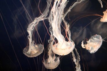 Delicate jellyfish floating with translucent tentacles in dark water.