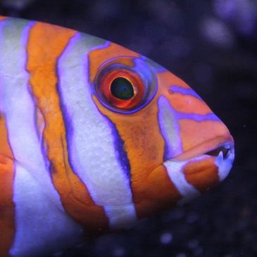 Maryland Aquarium Hobbyists - Aquarium club in Maryland