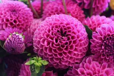 Close-up of vibrant pink dahlias with intricate petal patterns.