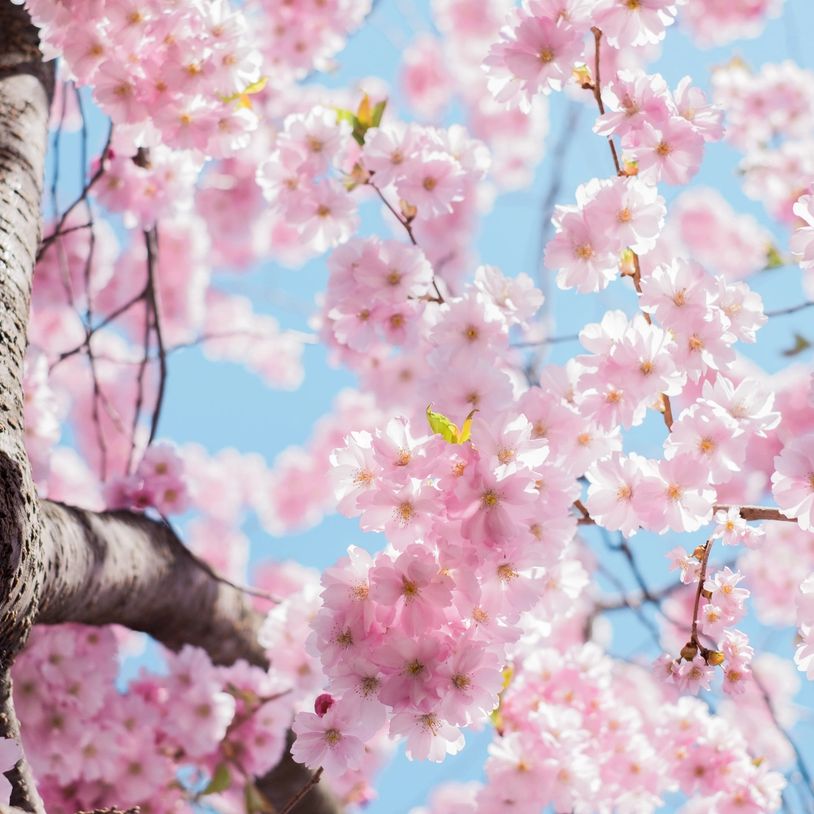 Close-up of pink cherry blossoms against a clear blue sky.