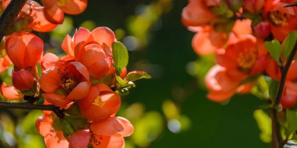 Flowering quince