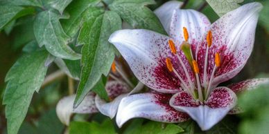Close-up of a white lily with purple spots surrounded by green leaves.