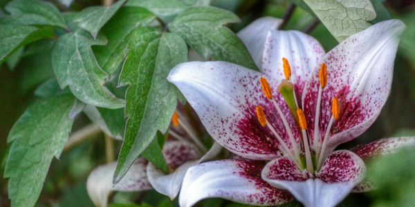 Madonna Lily