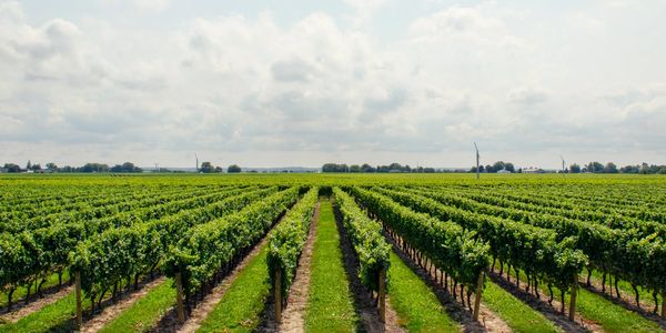 wine yard