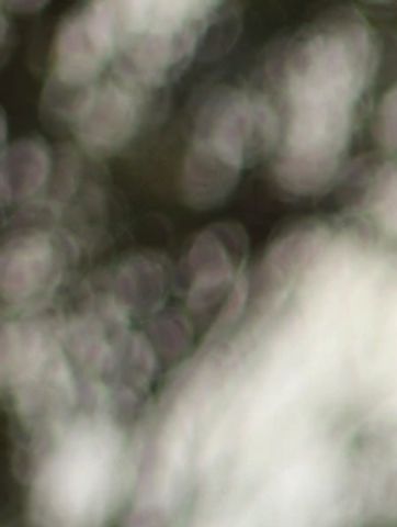Abstract blurry image with soft light and indistinct shapes.