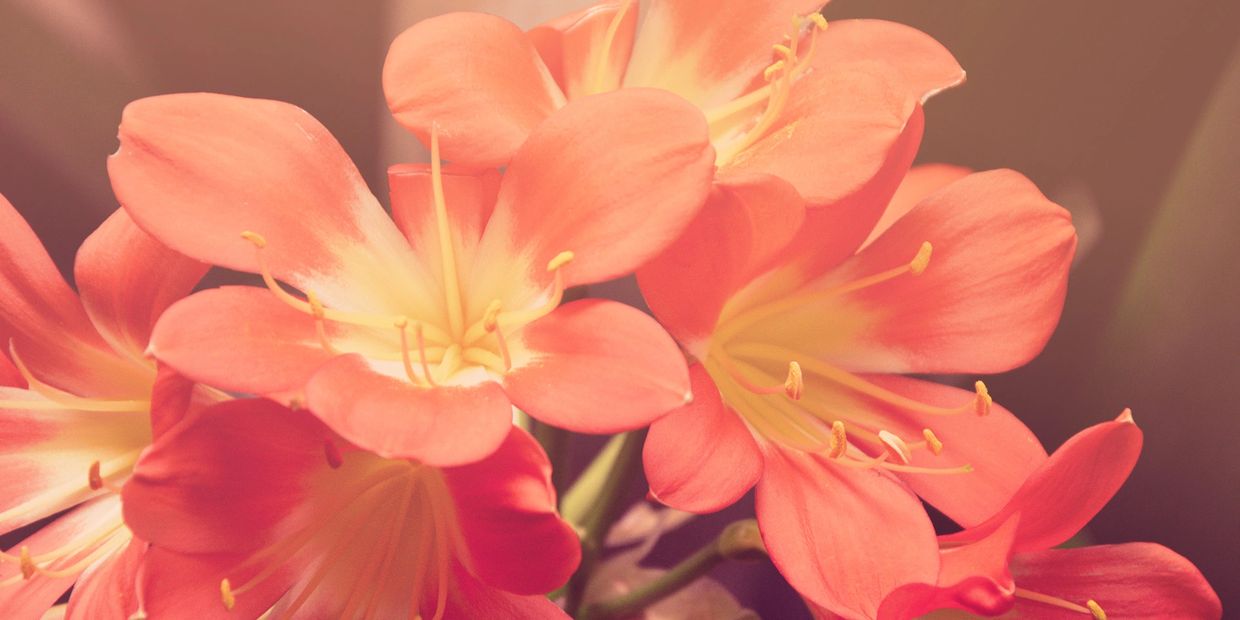 Close-up of vibrant orange and yellow flowers with soft lighting.