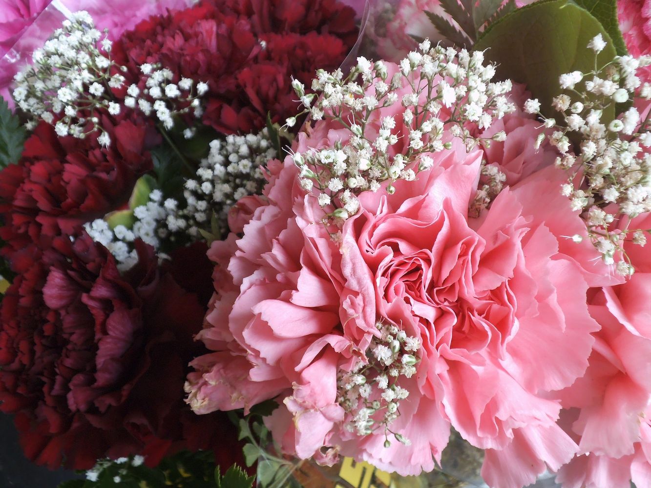 Close-up of pink and red carnations with white baby's breath flowers.