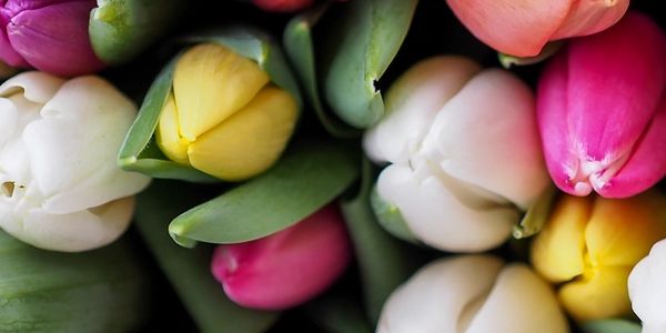 Colorful Flowers In Mount Prospect