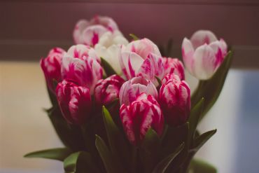 A bouquet of pink and white tulips.