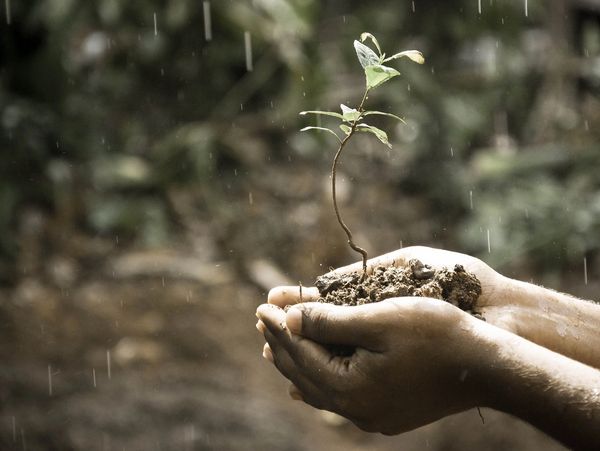 Hands holding soil with a small plant in the rain.