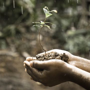 Hands holding soil with a small plant growing in the rain.
