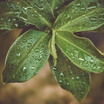 Green plant with water droplets on the leaves