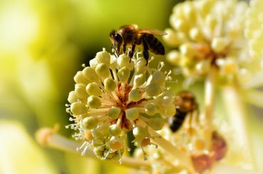 Worker on white flower 