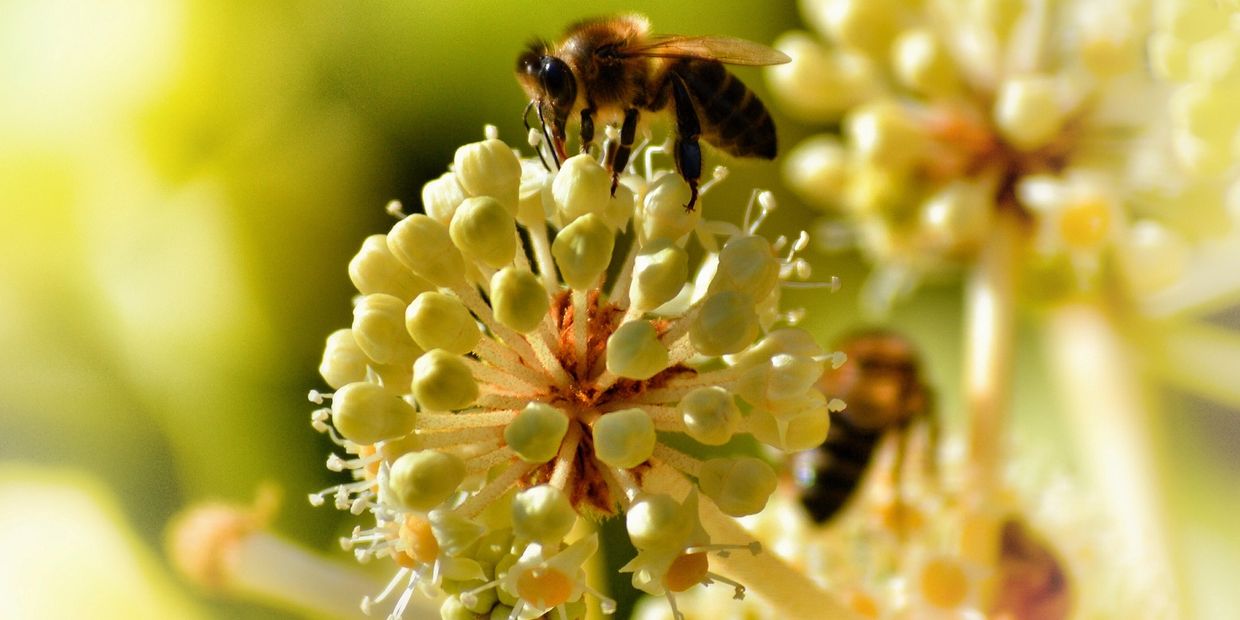 A bee collecting nectar from a yellow flower in bright sunlight.