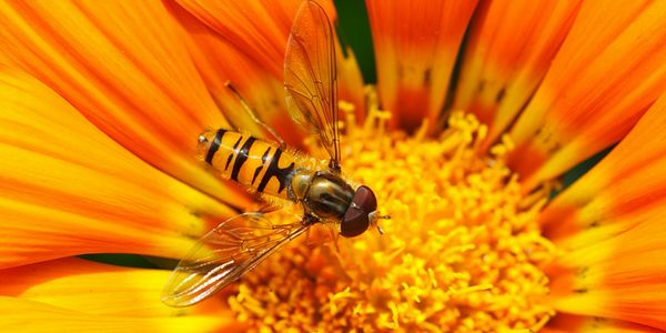 A closer look at how bees make honey - PerfectBee