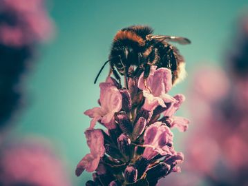 Bee on flower 