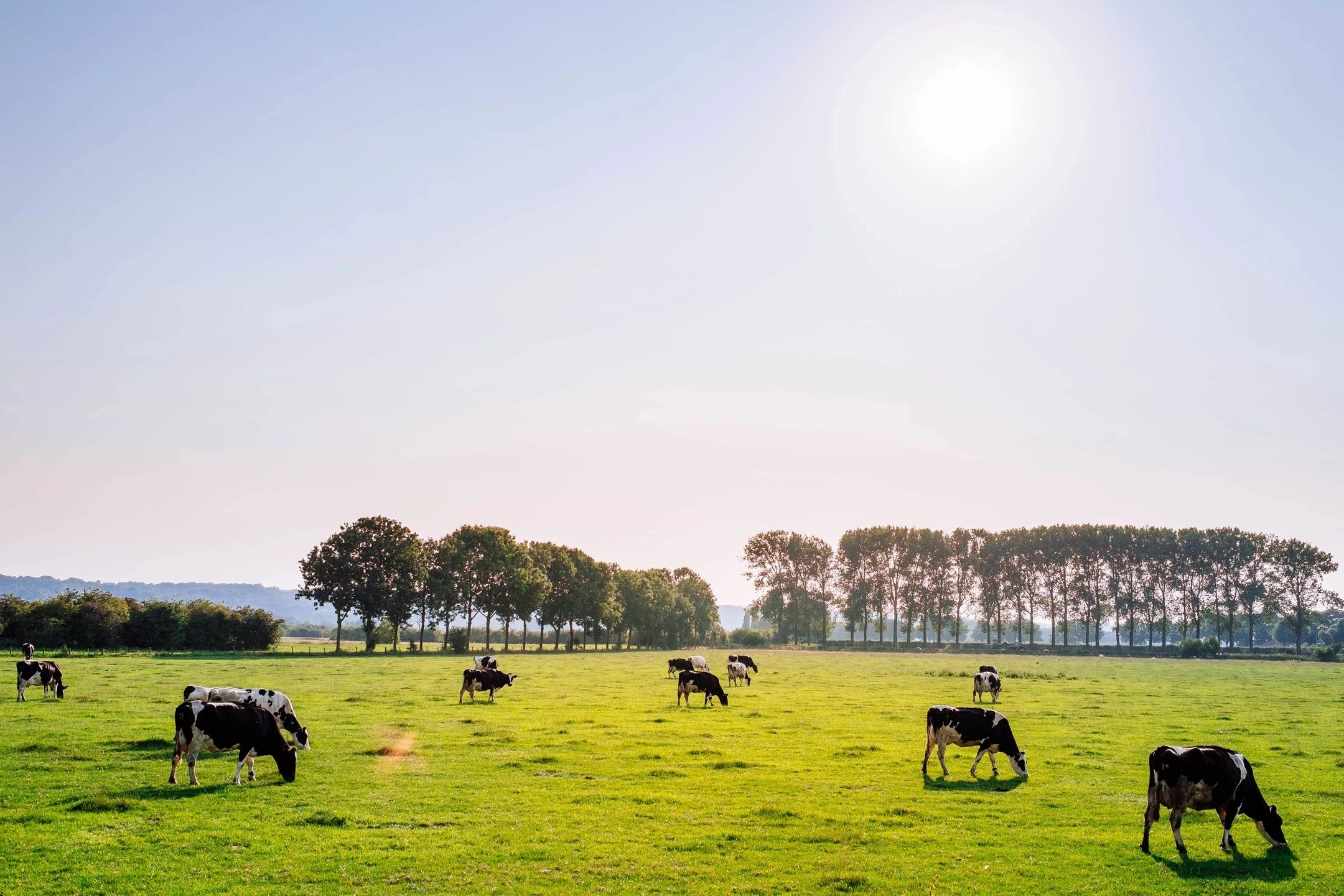 Freedom Acres Ranch — Our HistoryOur Mission: Farmers Save LivesAt Freedom Acres Ranch, our mission is simple yet p...