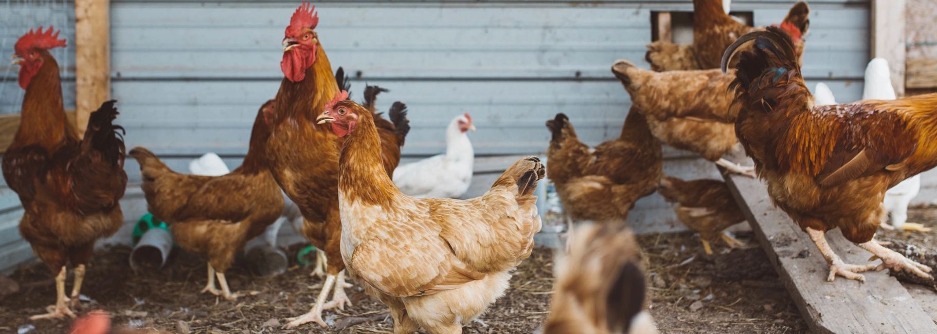 Desi Chicks, Kadaknath chicks, Desi Chicken, Vanraja Chicks, Vanraja Chicken, Kadaknath Chicken ...