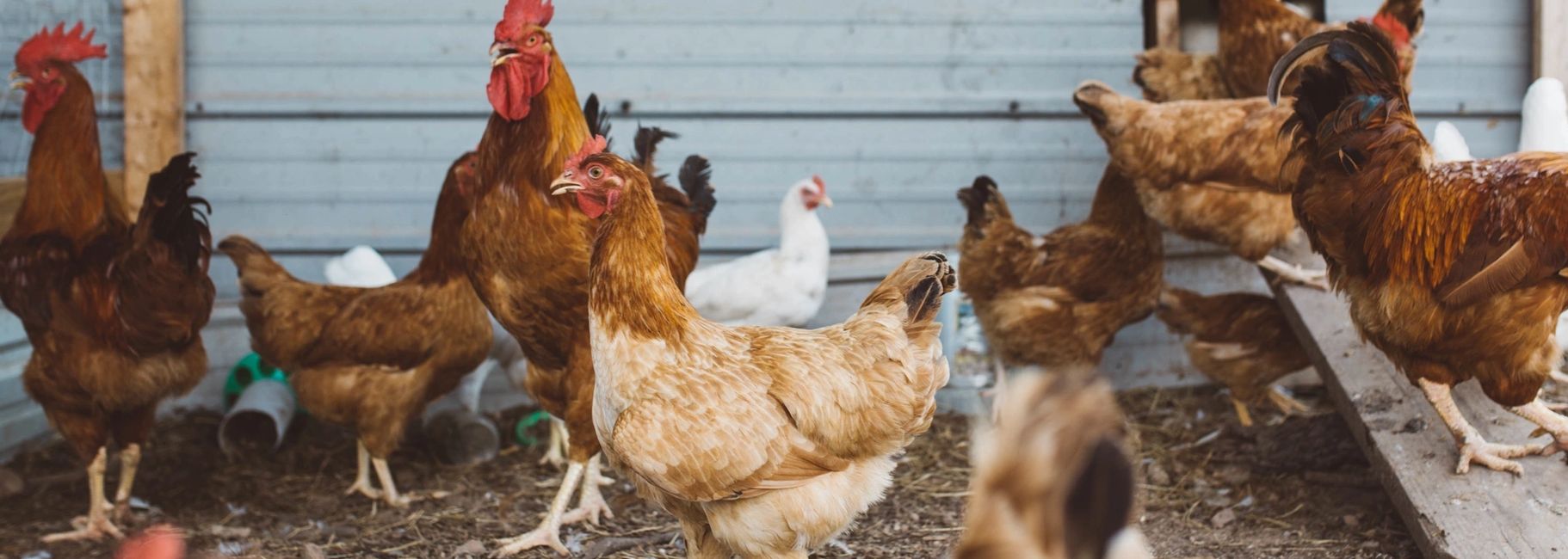 Chicken Day Old Chicks Daulat Farms Group Of Companies