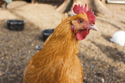 Why are my chickens pecking each other