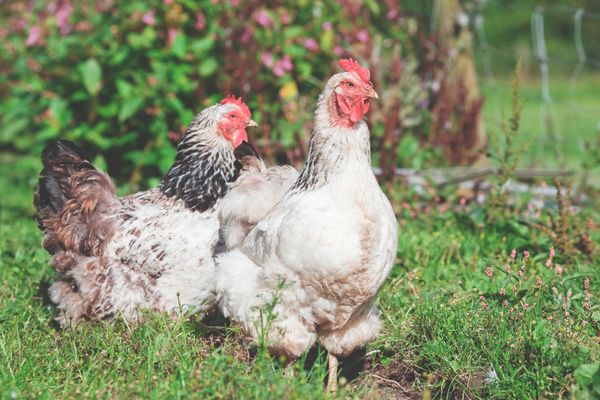 Hens hanging out in the sun. 