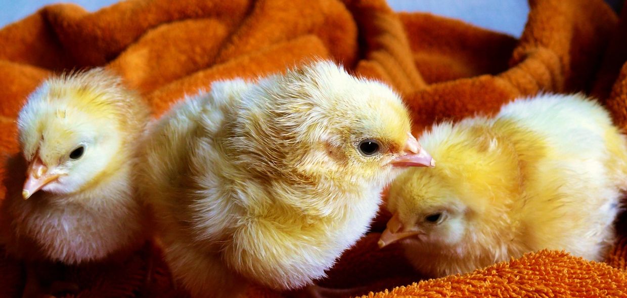 Three fluffy yellow chicks resting on a soft orange blanket.