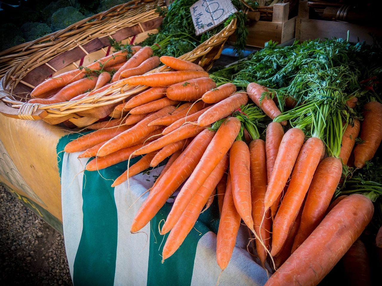 Carrots freshly dug and laying across a table next to the harvesting basket and ready to preserve the harvest