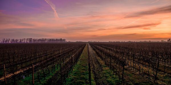 vineyard under sunset