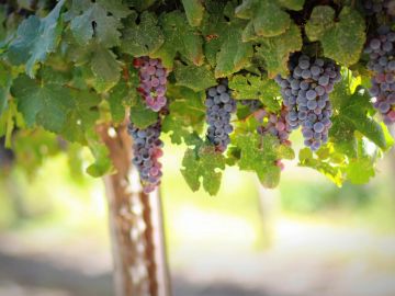 Clusters of ripe grapes hanging from a vineyard vine in sunlight.