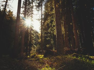 Sunlight filtering through tall forest trees.