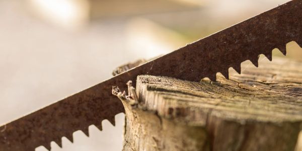 Close-up of a rusty saw cutting through a tree stump.