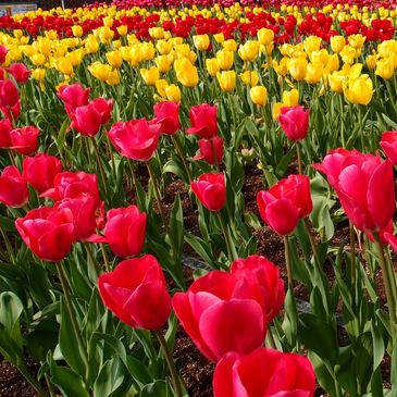 Tulip fields