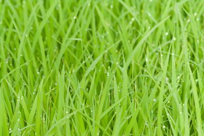 Lawn Care Specialist manicured green grass