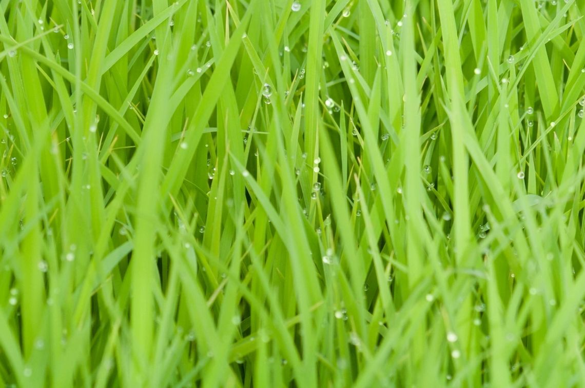 Grass cutting service for residential and commercial properties.we are a reliable Gardening service.