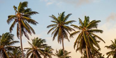 Perfectly California pruned palm trees moving by the wind