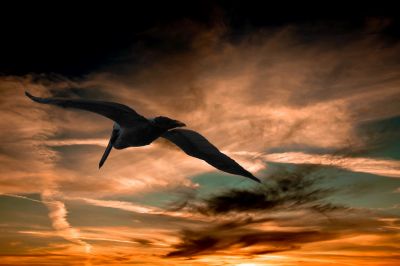 A bird flying against a dramatic sunset sky.