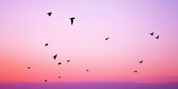 Distant Birds Flying In Front of Pink-Purple Sky