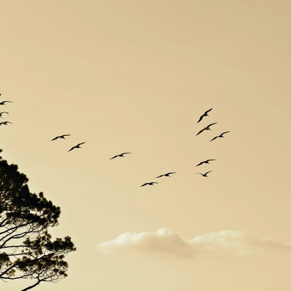 Birds flying in a V formation near tall trees during sunset.