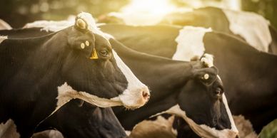 utah state junior livestock dairy heifers