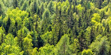 forest management plans, CAUV, OFTL, EQIP