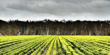Overcast sky above vibrant green farm field.