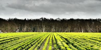 hay, soil and forage testing, kittitas county