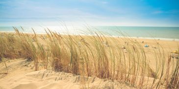Beach grass on sandy dunes by the sea.