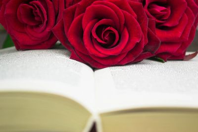 Red roses on bible