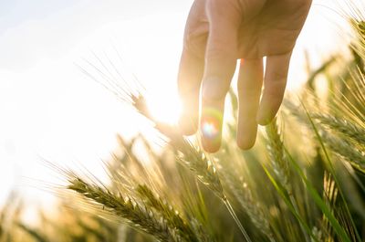 A cereal crop