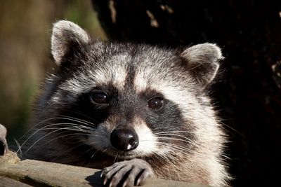 Racoon Trapping Service in Connecticut